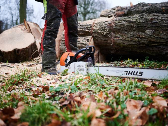 Intensive Baumpflege