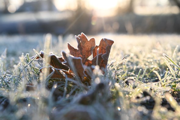 Morgendlicher, frostiger Rasen mit Blättern, der die Symbolik der Winterdepression verkörpert.